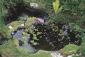 Садовый пруд - красиво и завораживающе!